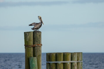 Pelican on post on sea shore