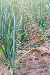 Obraz premium Selective focus on onion plants. Green onions in the garden. Growing onions per bulb