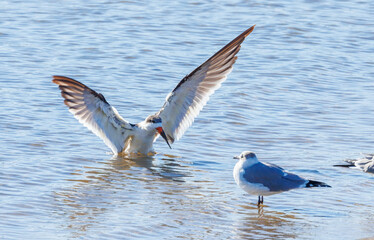 Shorebirds on Atlantic beach shore