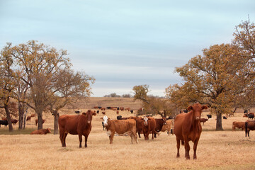 Herd of cows resting on pasture on beef cattle ranch