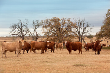 Herd of cows on pasture on a beef cattle ranch, with old oak trees in the background 