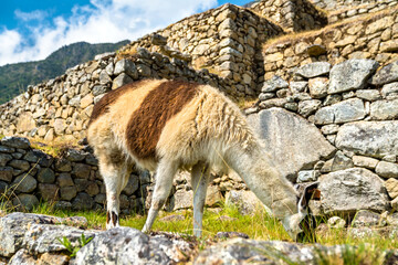Fototapeta premium Llama at Machu Picchu ruins in Peru