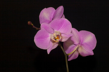 Pink and white orchid flowers Phalaenopsis. Branch of flowering pink and white Orchid Phalaenopsis...
