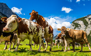 nice cow at the eng alm in austria
