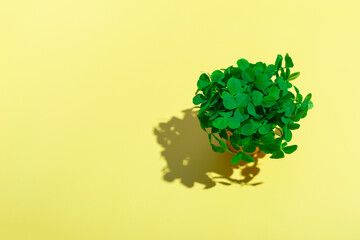 A bouquet of clovers in a yellow bucket with a hard shadow on a colored background. Patrick day...