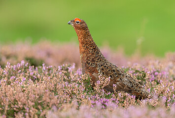 Red Grouse male with flared red eyebrows, stood in blooming purple heather and facing left.  Clean, green background, space for copy.  Scientific name: Lagopus Lagopus.  Horizontal.