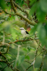 Bird in nature
