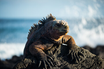 Galapagos Marina Iguana (Amblyrhynchus cristatus)