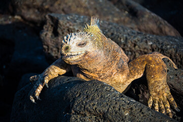 Galapagos Marina Iguana (Amblyrhynchus cristatus)