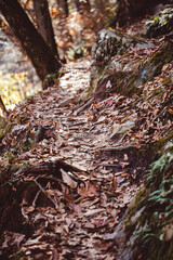 road covered in leaves in the forest