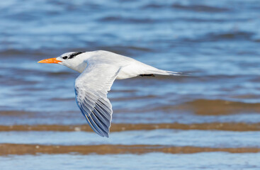 Shorebirds on Atlantic beach shore