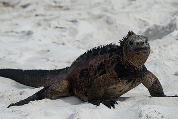 Galapagos Marina Iguana (Amblyrhynchus cristatus)