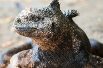Galapagos Marina Iguana (Amblyrhynchus cristatus)