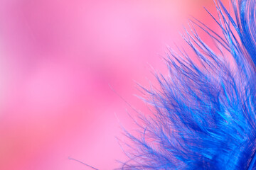 Fototapeta na wymiar Blue feather, close up on a blurred pink background.