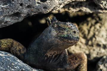 Galapagos Marina Iguana (Amblyrhynchus cristatus)