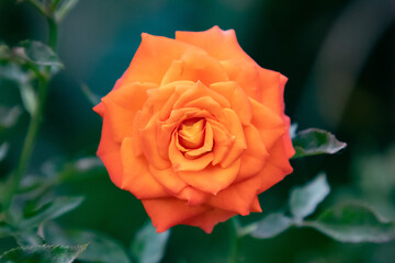 An orange rose in an outdoor garden