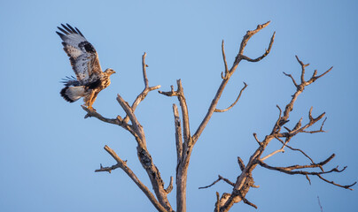 Cooper's hawk perched on tree branch