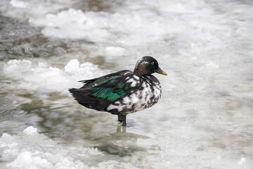 Winter pond landscape. The pond is frozen and there is a duck on the ice.