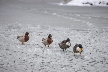 Winter pond landscape. The pond is frozen and there is a duck on the ice.