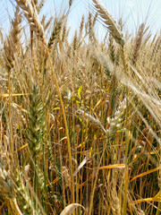 Spiking golden ears of wheat close-up on the background of a golden field. The theme of agriculture, a rich harvest, farming. Background of ripening ears of wheat field and sunlight.