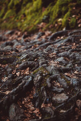 black roots in the fall forest with brown fallen leaves