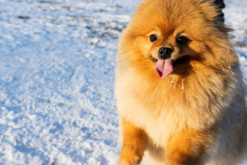 Cute Pomeranian dog portrait. Pomeranian spitz close-up. A spitz dog with an open mouth. Dog face, adorable brown Pomeranian spitz. Dog portrait