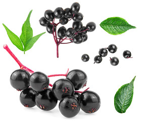 Set of European elderberry isolated on a white background. Elderberry leaves and black berries of...
