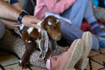 farmer taking care of cute goat baby. a farmer man holds yeanling. Man hugs brown baby goat. man holding young small baby goat pet animal domestic mammal