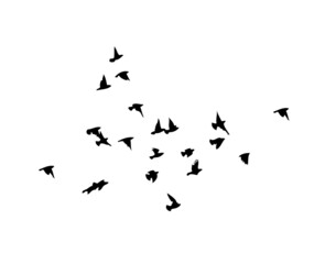 A flock of flying birds. Free birds. Vector illustration
