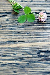 flowers and clover leaves on an old wooden background, rustic style.
copy Space,