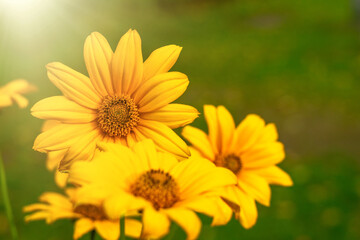 Background for text with yellow summer flowers. Romantic postcard.