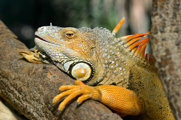 Portrait of green iguana, or common iguana (Iguana iguana) on branch tree