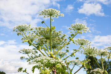 Giant hogweed in sunlight in summer. A large hogweed plant with a white inflorescence.