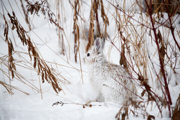 Snowshoe hare in winter forest