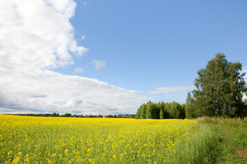 Yellow oilseed rape field under the blue sky with sun. Beautiful rape field with blue sky