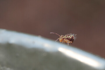 Globular springtail Dicyrtomina ornata or fusca in very close view