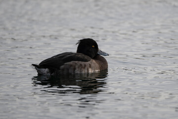 tufted duck 