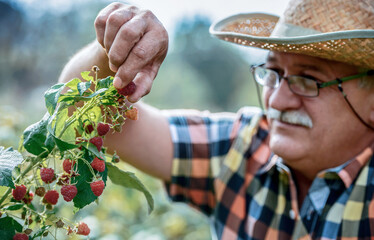 Gardening. Man picking raspberries, close up photo. Hobbies and leisure