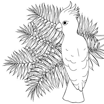 A parrot bird sits on the leaves of a palm tree. Tropical vector black and white illustration on a white background. Design for coloring, embroidery, for printing on clothes, wall sticker.