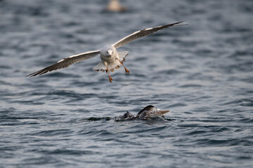 seagull attack