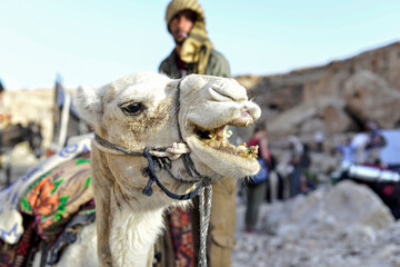 Camels on their way in the remote region of the Judean desert, Israel. camels crossing desert...
