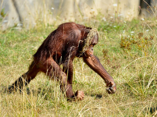 Young orangutan (Pongo pygmaeus) walking with grass on the head © Christian Musat