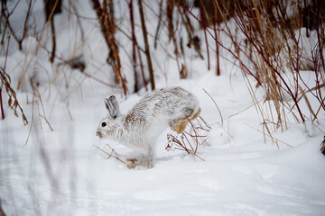 Snowshoe hare in snowy forest - obrazy, fototapety, plakaty