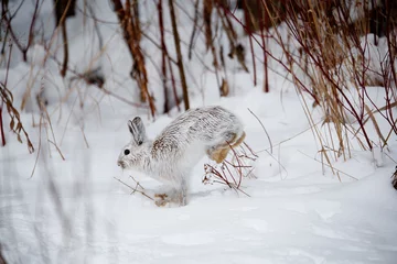 Foto op Aluminium Snowshoe hare in snowy forest © Jen