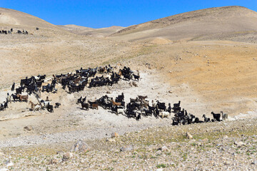 Goat flock in naked mountains. Herd of Bedouin sheep and goats in the desert on a hill with clear sky. Goats in the rocky desert, Israel. Bedouin goats 
