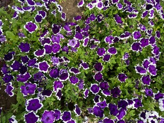 violet flowers background