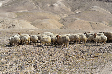 Sheep flock in naked mountains. Herd of Bedouin sheep in the desert on a hill with clear sky. sheep in the rocky desert, Israel. herd of sheep in mountainous desert landscape