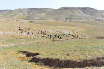 Goat flock in naked mountains. Herd of Bedouin sheep and goats in the desert on a hill with clear...