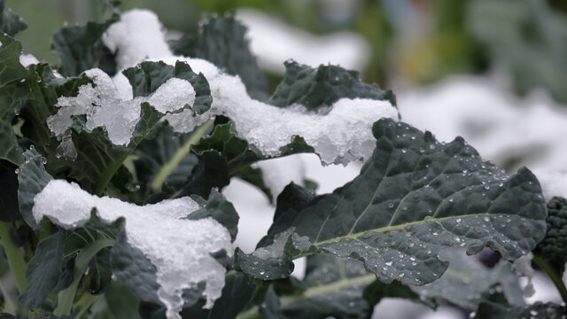 Cavolo nero sotto la neve Giardinaggio
