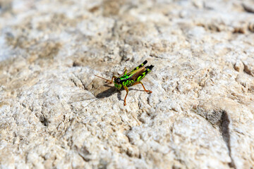 slovenian grashopper is relaxing at a limestone rock, slovenia